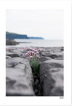 Load image into Gallery viewer, Sea Pinks Doolin - Framed A4 Print
