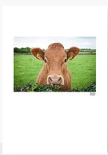 Load image into Gallery viewer, Rua The Cow - Framed A4 Print
